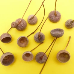 Online Eichel Kappen, Eichelhütchen, natur mit Zweig, braun, Naturprodukt zum Dekorieren, Basteln, Weihnachten, Floristik Bastelzubehör