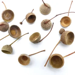 Online Eichel Kappen, Eichelhütchen, natur mit Zweig, braun, Naturprodukt zum Dekorieren, Basteln, Weihnachten, Floristik Bastelzubehör