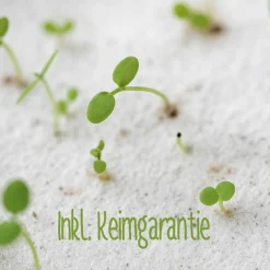 Glückwunschkarten|SN & Soul Einpflanzbare Kommunionskarte aus Samenpapier | nachhaltige Geschenke zur Kommunion | Grußkarte für Kommunionskinder