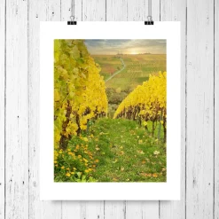 Discount Herbst im Weinberg, Weinland Franken, Herbstlaub gelb, Heimatbild Unterfranken, Fotokunst, Größe 18 x 24 cm Herbst