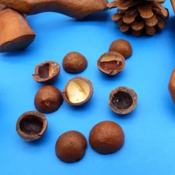 Sale Macadamiaschalen - Nuss Halbschalen Naturprodukt - zum Deko Basteln Weihnachten Floristik Bastelzubehör