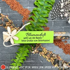 Discount Ostergeschenk Reagenzgläser gefüllt mit Wildblumensamen oder Kressesamen - 5er Set, kleine Aufmerksamkeit, Ostern, Blume Ostergeschenke
