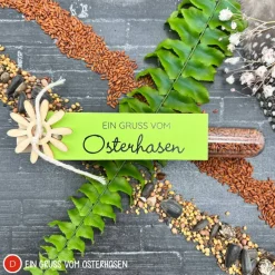 Discount Ostergeschenk Reagenzgläser gefüllt mit Wildblumensamen oder Kressesamen - 5er Set, kleine Aufmerksamkeit, Ostern, Blume Ostergeschenke