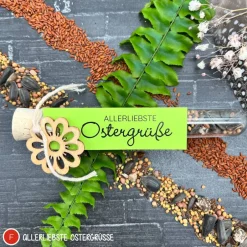 Discount Ostergeschenk Reagenzgläser gefüllt mit Wildblumensamen oder Kressesamen - 5er Set, kleine Aufmerksamkeit, Ostern, Blume Ostergeschenke