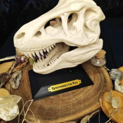 Clearance T-Rex Schädel Dinosaurier Kuriositätenkabinett Deko Halloween