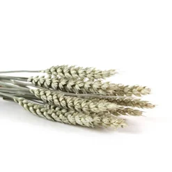 Tischdekoration|greetlings – greets & seeds Trockenblumen: 10 Stiele Weizen getrocknet, naturfarben, ca. 40 cm
